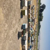 زنبور عسل
