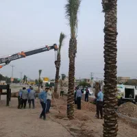 مجموعه تخصصی فروش نخل خرما