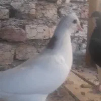 کفتر
