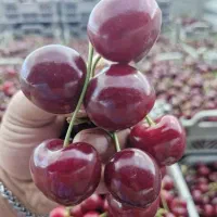 گیلاس خوشه ای برای کمپوت