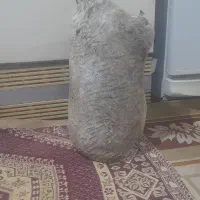 هیزه