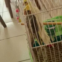 عروس هلندی گ م شده