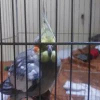 عروس هلندی