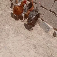 سلام چهار تا مرغ خوانگی