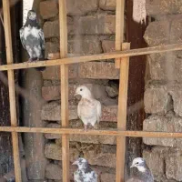 کفتر