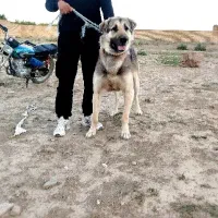 سگ سرابی پژدر عراقی خراسان