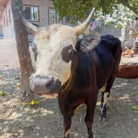 ورزا کوله دورک چالوسی