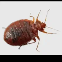 سمپاشی ساس شپش سوسک کرج عظیمیه گوهردشت شاهین ویلا