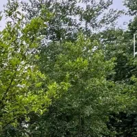 زمین نجارکلا فوق العاده زیبا