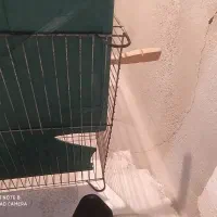 قفس پرنده