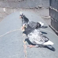 کبوتر‌‌رنگه‌،آلمانی‌،جفتگاه‌‌وجوجه