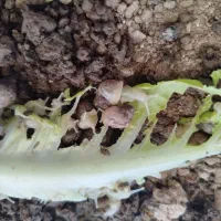 حلزون سالم  برای فروش