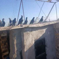 کبوتر|حیوانات|رفسنجان, |دیوار