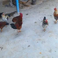مرغ وخروش