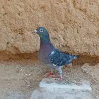 ماده مسافتی