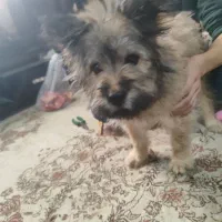 واگذاری توله پامر خرسی ۴ماه