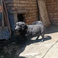 سگ پا کوتاه