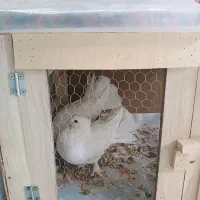 گمشده