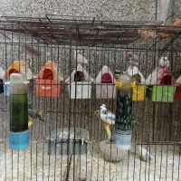 فنچ زبرا