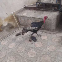 جفت بوغلمون نرو ماده