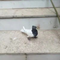 کله سبز کاکلی پاپر