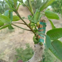 پیوند پسته