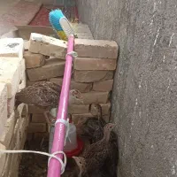 فروش جوجه بوقلمو پنجاه روزه
