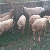 فروش بره زنده وگوشت بره