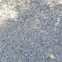 تخمه