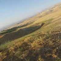 اکیپ چیدن و درو کردن لوبیا چینی و انگور