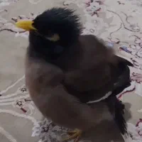 میناسخنگورام وحاضرجواب