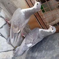 ریش الماسی