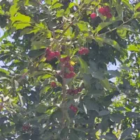 650متر-باغ-خوشنام