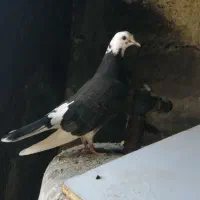 جوجه کبوتر دون خور پشت بام ندیده.