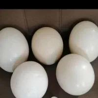 تخم شترمرغ خالی شده