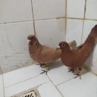 نروماده زردوسرخ کرمونی