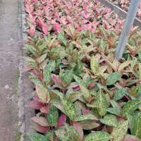 سرایدار گلخانه