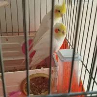 نرو ماده  بهمراه تخم  جفت  لوتینیا