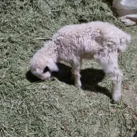 بره شیری