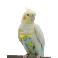 عروس هلندی پیدا شده