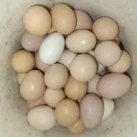 با عرض سلام تخم محلی نوتبه دار برای هم جوجه   لاری