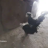 خروس جوان لهستانی مرندی گلین