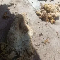 پشم چینی