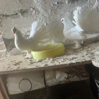 دمچتری سفید