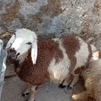 بره ماده