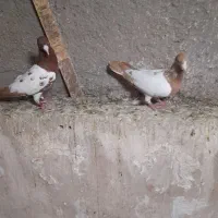 کبوتر کارل پلاکی