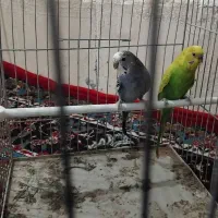 جفت مرغ عشق