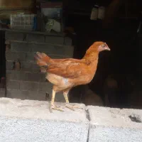 فروش جوجه مرغ محلی