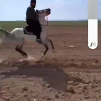 نریان کرد اصیل