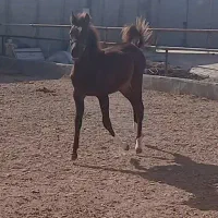 اسب